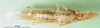 CollectionObject 1501020; f256d971-ccd9-44a5-bf4c-3cd73b83fc24: female, ventral view (lectotype of Atractomorpha madacassis). (CollectionObject).