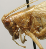 CollectionObject 1535910; 48200d88-1bdc-40b9-8dd7-df7597dff9b4: female pronotum, lateral view (paralectotype of Xiphidiopsis mitrata) [Gonamytta occidentalis accoding to Paris 1994]. (CollectionObject).