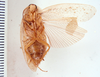 Epilampra jorgenseni (Rehn, 1913): Photo taken by Heidi Hopkins. (Otu).