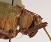 CollectionObject 1534629; bb18be66-d363-4e3f-9f38-58099e5cb291: female pronotum, lateral view (lectotype). (CollectionObject).