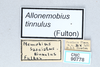 CollectionObject 2868940; CNCI 90778, 39f8e030-9f0d-45a1-935c-e20bc4f9a667: Allonemobius tinnulus. (CollectionObject).