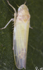 Habitus, dorsal view on Edwardsiana prunicola (Edwards, 1914): Habitus (female). (Observation).
