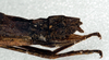 CollectionObject 1561463; NMW 188, b976076c-c4f3-40a5-bc11-20f998f432de: copyright NMW, Vienna. female: end of abdomen, laterl view (syntype). (CollectionObject).