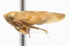 Habitus, lateral view on Colladonus cachellus Ball, 1937: (Observation).