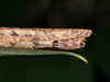 CollectionObject 1563994; 4c7f6db9-1642-4312-9b9a-e0494c5b848e: copyright Oskar Conle. female: end of abdomen, lateral view (paratype). (CollectionObject).;CollectionObject 1563995; 47eb933e-7a25-4ff4-80d8-eda30f784749: copyright Oskar Conle. female: end of abdomen, lateral view (paratype). (CollectionObject).;CollectionObject 1563996; 77d4db78-eeb3-4426-96df-433fc1813b3f: copyright Oskar Conle. female: end of abdomen, lateral view (paratype). (CollectionObject).