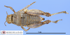 CollectionObject 1513196; 1b333afb-918d-490a-8ba3-234be4bc9450, MLP3495/1-2: female, dorsal view (paratype). (CollectionObject).