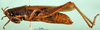 CollectionObject 1502280; e2fd37bb-f990-485b-8405-ac1068cce69c: female, lateral view (syntype). (CollectionObject).