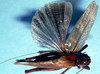 CollectionObject 1499257; 9a6304cb-6055-42a9-88a9-2e7db7602ae4: male, dorsal view (holotype). (CollectionObject).
