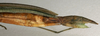 CollectionObject 1561928; c4706a78-5a43-491b-8956-9dbabee3a5fb: copyright NMW, Vienna. female: head and thorax, lateral view (syntype). (CollectionObject).;CollectionObject 1561929; 70ef2fef-fba0-4791-9ebf-12cfba3ae33b: copyright NMW, Vienna. female: head and thorax, lateral view (syntype). (CollectionObject).