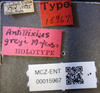 Other on Antillixius greyi Myers, 1928: (Observation).