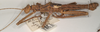 CollectionObject 1558873; 2132ec91-ed80-4a43-b4b5-d4c5c1ec1a93: copyright UMO. male, lateral view of Heteropteryx grayii (paralectotype). (CollectionObject).;CollectionObject 1558874; 39fe98fa-ac6f-48fa-b445-a139b0d533e9: copyright UMO. male, lateral view of Heteropteryx grayii (paralectotype). (CollectionObject).