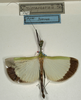 CollectionObject 1562165; NMW 1147, de120177-7f0b-495d-a7e1-ba5a6283c1e3: copyright NMW, Vienna. male Tagesoidea nigrofasciata (lectotype). (CollectionObject).
