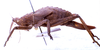 CollectionObject 1567204; 805e0d0d-12ca-4458-8bd4-acce9a637efa: female, lateral view (paralectotype). (CollectionObject).