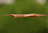 Cylindrotettix riverae riverae Roberts, 1975: female. (Otu).