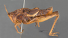 CollectionObject 1523915; c25125fd-b760-49e9-87a6-69ae1f62f438: male, lateral view (holotype). (CollectionObject).