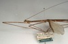 CollectionObject 1562037; NMW 1088, 6eedf99c-fc44-45c5-8a28-157ccc09f059: copyright NMW, Vienna. male: head and thorax, lateral view (holotype). (CollectionObject).