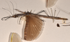 CollectionObject 1562044; a67b131b-87db-4825-82d2-6101bda753bd: copyright OUMNH. female, lateral view of Phasma (Necroscia) curtipes (holotype). (CollectionObject).