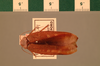 Stictolampra parvicollis (Walker, 1869): Copyright UMO, Oxford. Type, dorsal view. (Otu).