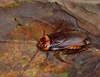 Copyright Paul Brock American Cockroach. Periplaneta americana. Captive stock Depicts Periplaneta americana (Linnaeus, 1758), an Otu.