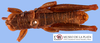 CollectionObject 1513711; f9e1075f-4dcf-486d-a6d2-59a14e256abc: male, dorsal view (paratype). (CollectionObject).