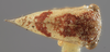 Habitus, dorsal view: !! display not done !! on Idioderma pictum Osborn, 1926: (Observation).