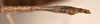 CollectionObject 1557051; c2d53978-0caa-48a8-9b39-d483a47690bc: copyright OUMNH. male: end of abdomen, ventral view of Phasma (Ctenomorpha) spinicollis (holotype). (CollectionObject).