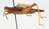 CollectionObject 1572737; f85b4886-a1b5-45f7-b392-0432080403d6: male,lateral view (allotype). (CollectionObject).