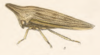 Habitus, lateral view: !! display not done !! on Polyglypta aguae Fowler, 1895: (Observation).