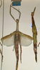 CollectionObject 1558770; NMW 886, b2082131-cbee-47a2-a57c-1f9ae817d6c5: copyright NMW, Vienna. female of synonym Eurycnema stenocerca (lectotype / paralectotype). (CollectionObject).