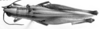 CollectionObject 1533572; fb587f2b-7407-4952-a2e9-58daff1a2e41: Image Carbonell, C.S. female, lateral view (holotype of Amblyscapheus lineatus). (CollectionObject).