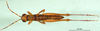CollectionObject 1577148; 50d8a621-6313-4399-9311-2c548e71d65f: male, dorsal view (paratype). (CollectionObject).