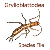 Grylloblattodea Species File