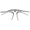 Abdomen, tergite II apodemes: !! display not done !! on Hebata (Hebata) fabalis (DeLong, 1930): Abdomen, tergite II apodemes. (Observation).