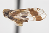 Habitus, lateral view: (Observation).