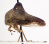 Habitus, lateral view: !! display not done !! on Telamona tarda Ball, 1925: (Observation).