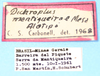 CollectionObject 1521302; 40475c6e-9ccf-4081-bf25-b15313b3b131: labels (allotype). (CollectionObject).