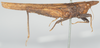 CollectionObject 1581301; dc66c425-e73c-49b1-a856-5937d56ccf7e: female, lateral view (syntype). (CollectionObject).