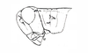 Baeacris tarijensis (Ronderos, 1979): Fig. 20B. male, head and pronotum, lateral view. (Otu).
