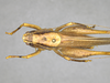 CollectionObject 2211597; f1b01f60-4533-418f-a510-a104bd42ac40, MPEG05035885: Male, dorsal habitus. (CollectionObject).