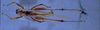 CollectionObject 1541575; 750487d2-dd76-4437-bc24-36c82492c024: male, dorsal view (topotype). (CollectionObject).