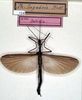 CollectionObject 1560955; NMW 154', a7804018-a12b-44a7-9355-1e5635a04b99: copyright NMW, Vienna. male Stratocles lugubris (syntype). (CollectionObject).
