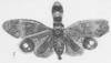 Habitus, dorsal view: !! display not done !! on Fulgora phosphorea (Linnaeus, 1764): (Observation).