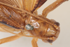 CollectionObject 1505605; 3296bc1d-3a07-4e68-8d5f-d0d99e751f4e: female, dorsal view (holotype). (CollectionObject).