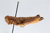 CollectionObject 2713497; ce2f71d6-910d-4995-84c4-69f353394003, CNCI 311920: Booneacris alticola. Booneacris alticola Female (Paratype). (CollectionObject).