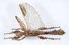 CollectionObject 1590151; b4bef1b9-2b4f-45c3-9e47-a7b544ef986c: copyright ZSMC, Munich. male, dorsal view (holotype). (CollectionObject).