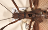 CollectionObject 1558327; 45bf53db-00d5-45bb-a9c7-959fe31a0a00: copyright OUM. female: head & thorax, dorsal view (holotype). (CollectionObject).