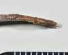 CollectionObject 1563989; ac1d021f-1ab2-4832-91a9-6446fe3be265: copyright Paul D. Brock. female: end of abdomen, dorsal view. (CollectionObject).;CollectionObject 1563990; 5dd91c0f-63c0-4cfb-865d-b35d97968929: copyright Paul D. Brock. female: end of abdomen, dorsal view. (CollectionObject).