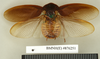 Ergaula capensis (Saussure, 1893): Copyright Natural History Museum, London. Paralectotype (adult male) of synonym Dyscologamia wollastoni Kirby, 1909 in BM(NH). Dorsal view. (Otu).