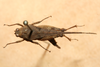 CollectionObject 1572895; ef38ac66-6d95-462c-afbd-61367e9c8d1c: female, dorsal view (paralectotype). (CollectionObject).