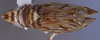 Habitus, dorsal view: (Observation).